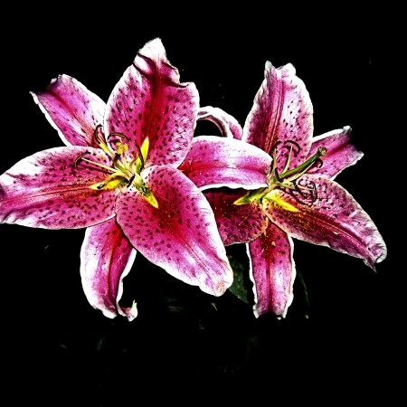 lily flower life and death